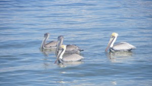 Pine Island Brown Pelicans on a My Home biz excursion