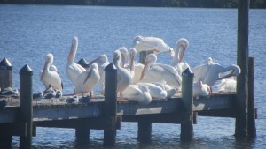 Pine Island White Pelicans on a My Home Biz excursion