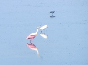 Roseate Spoonbill in Sanibel Captiva on a home biz excursion
